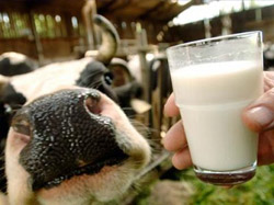 Ціни на молоко продовжують знижуватися