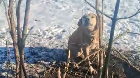 Собаку біля Вишневого визволили